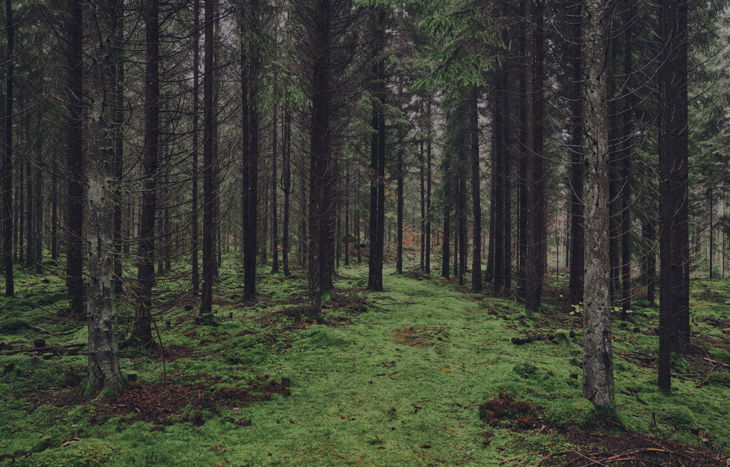 Blick in den Wald mit Bäumen