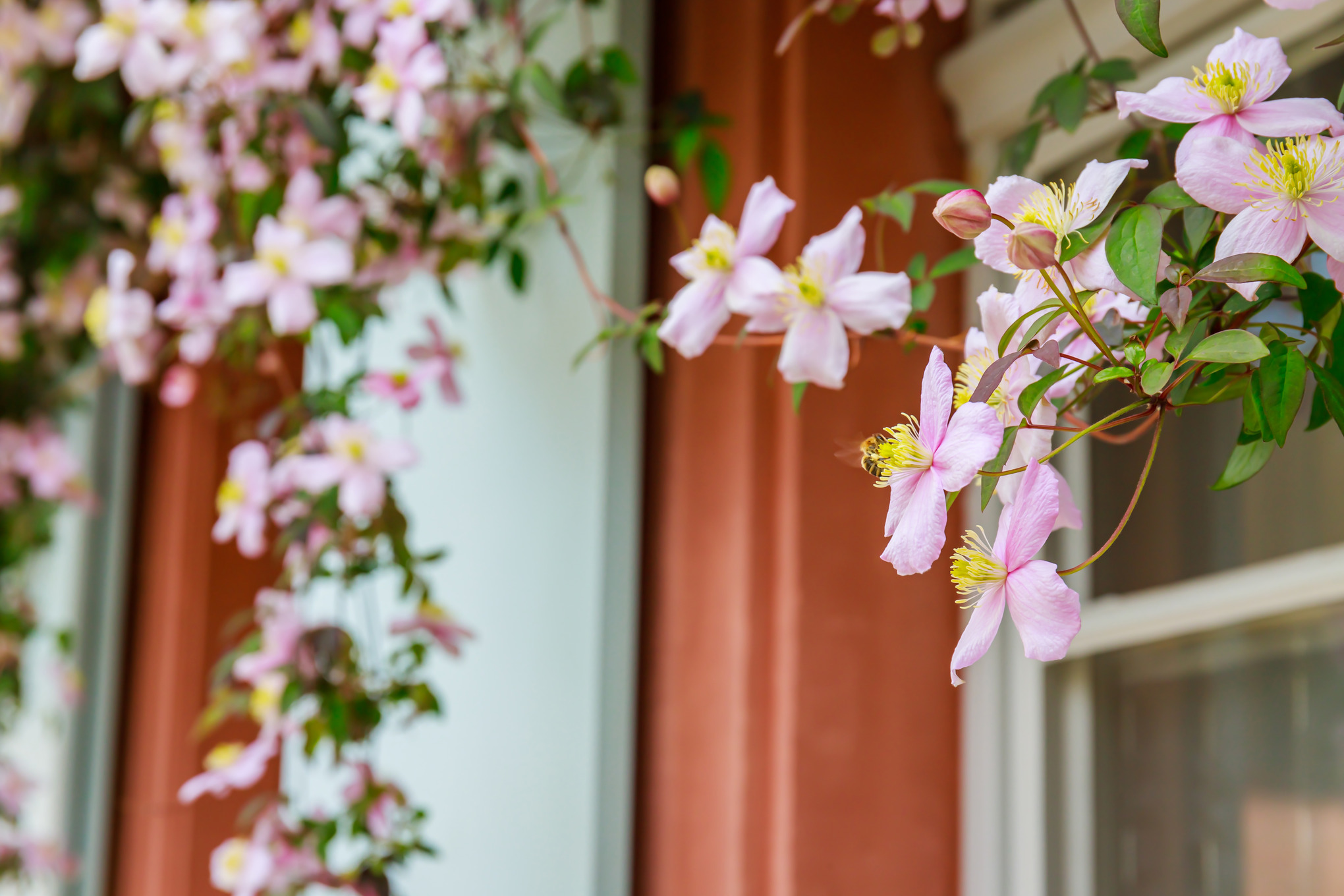 Kletterpflanzen von oben herab