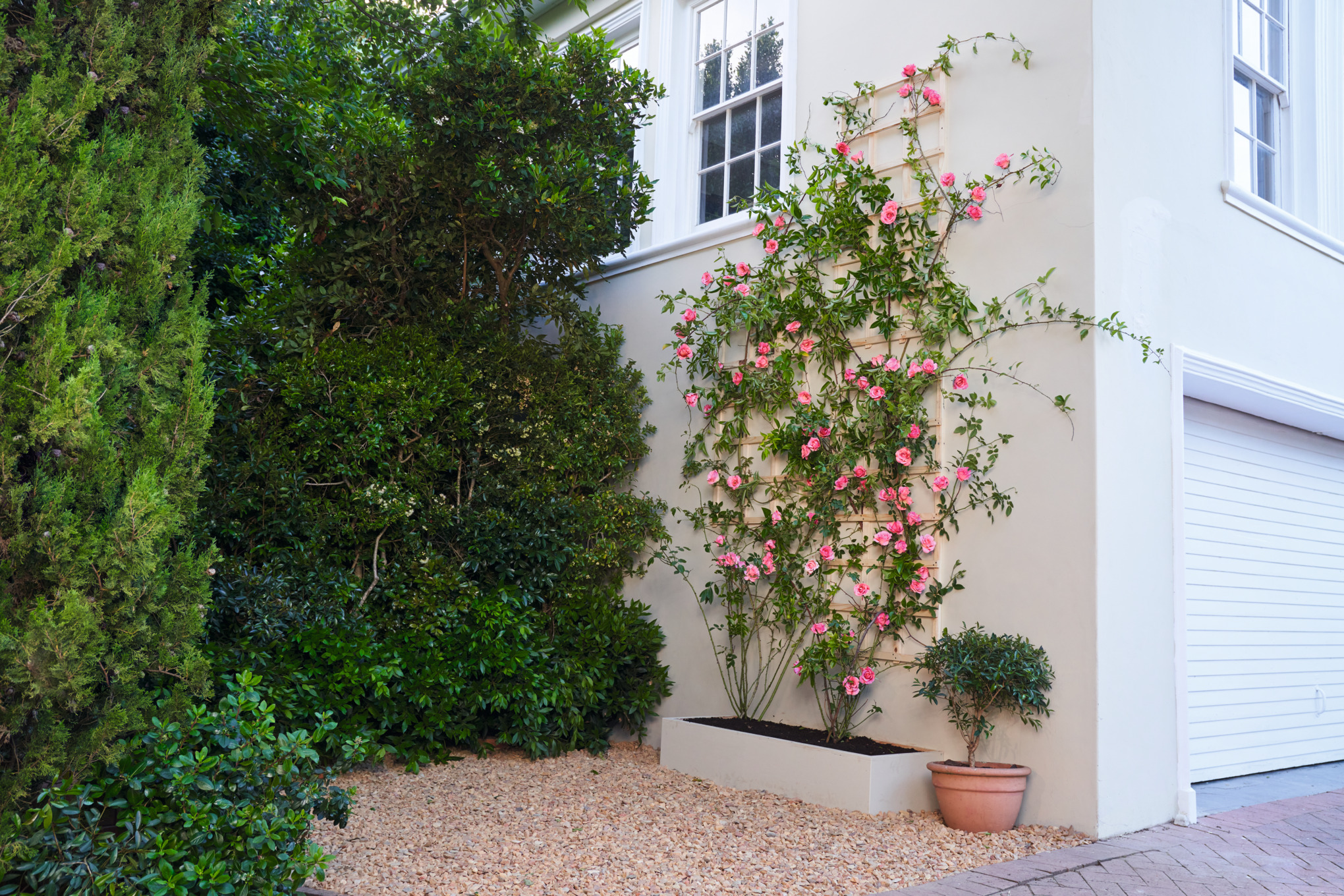 Mit einem Rosenstrauch begrünte Fassade
