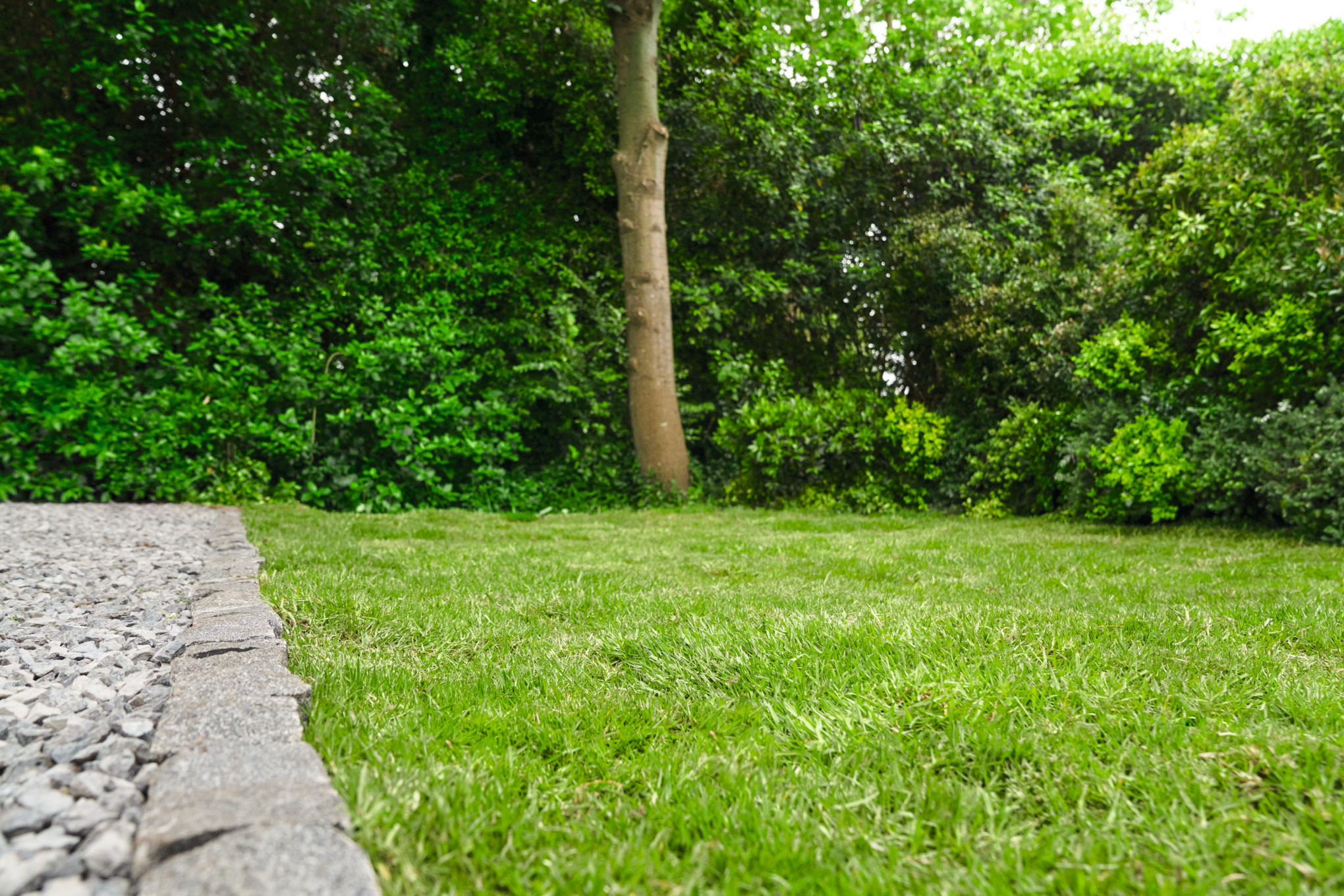 Gesunder, grüner Rasen mit Baum und Büschen im Hintergrund