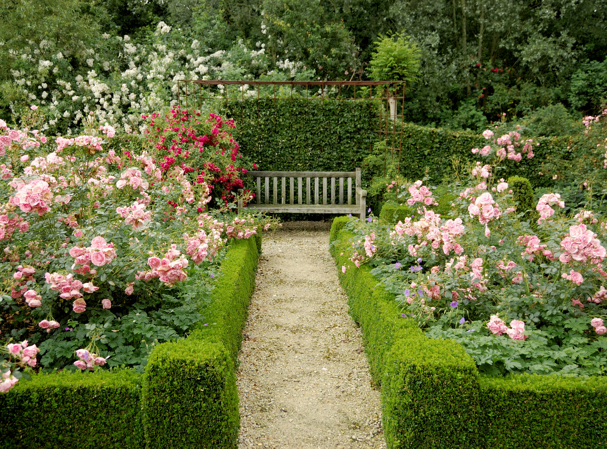 Kleiner Garten mit zwei großen Rosenbeeten, die von einer niedrigen, gepflegten Hecke und einer Holzbank im Hintergrund umsäumt sind