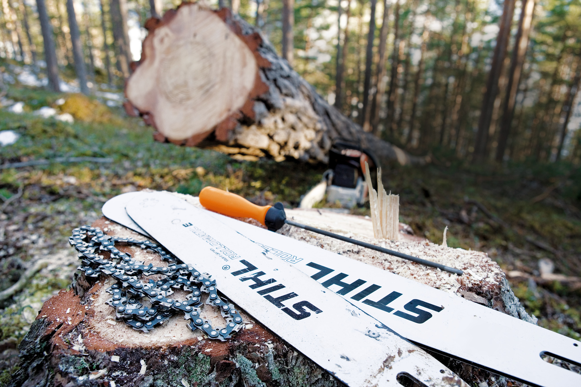 Zwei Führungsschienen Rollomatic und Sägeketten liegen im Wald auf einem Baumstumpf