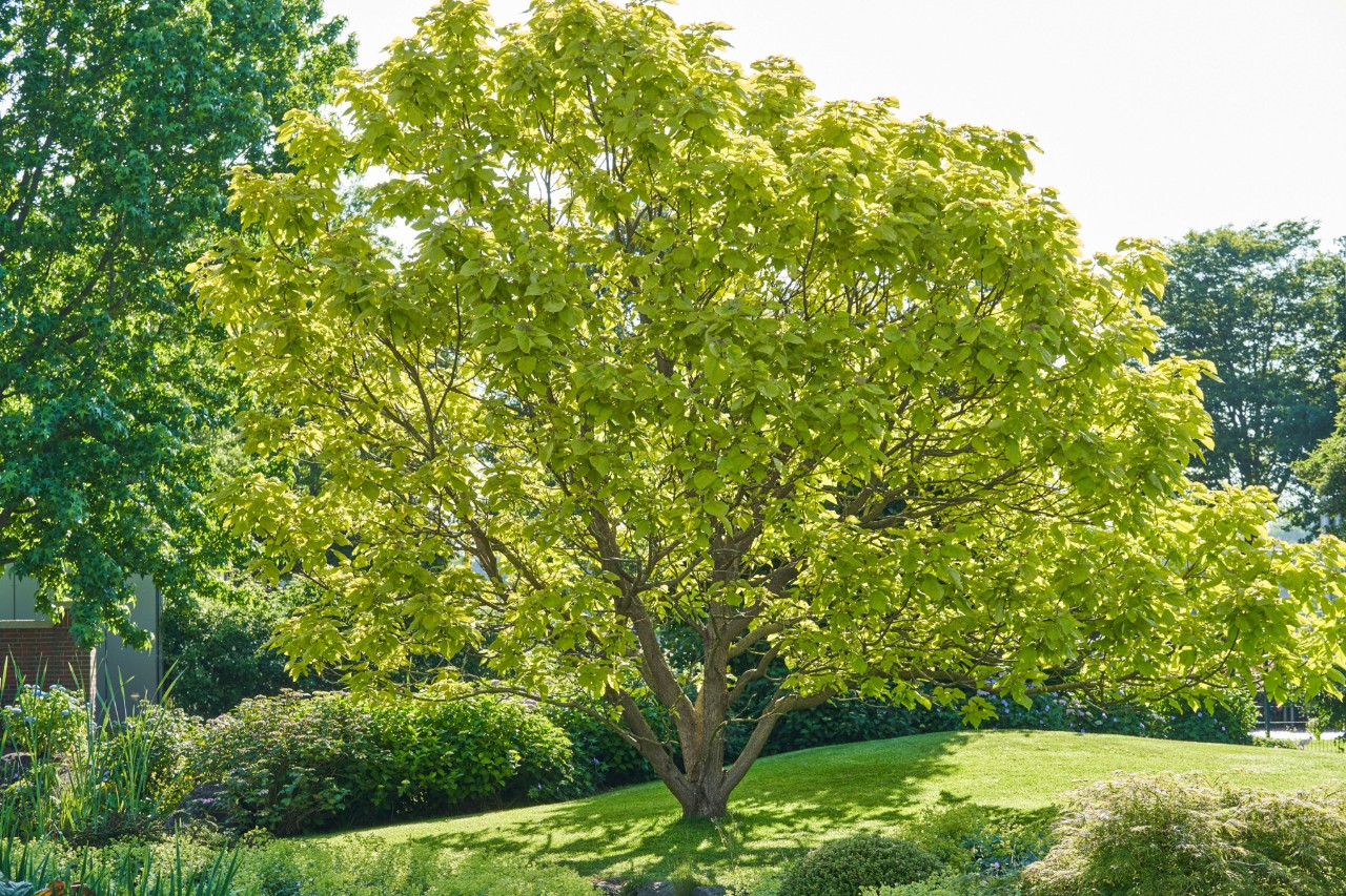 Baum mit grünem Blättern steht auf einer Wiese