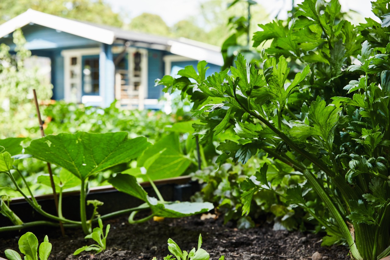 Garten gestalten
