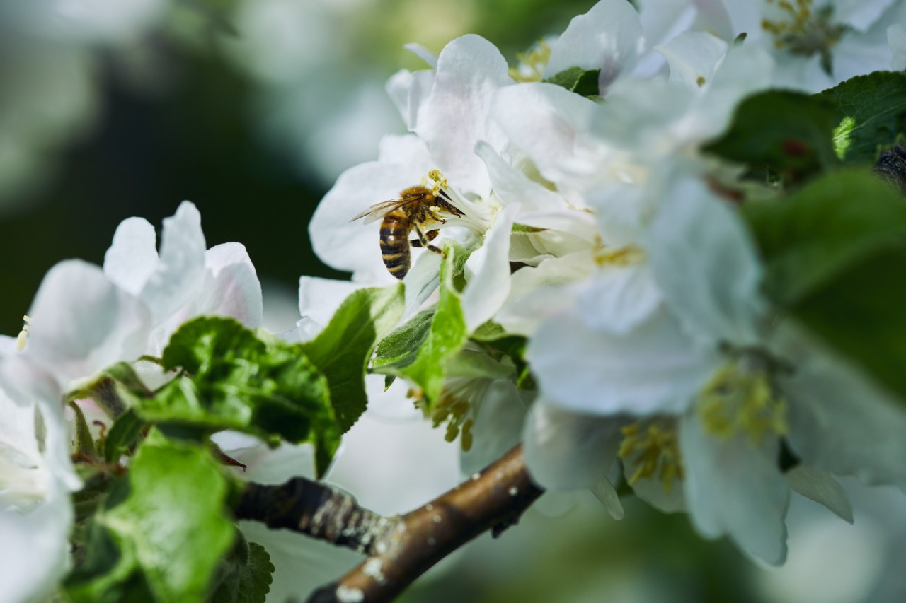 Garten gestalten