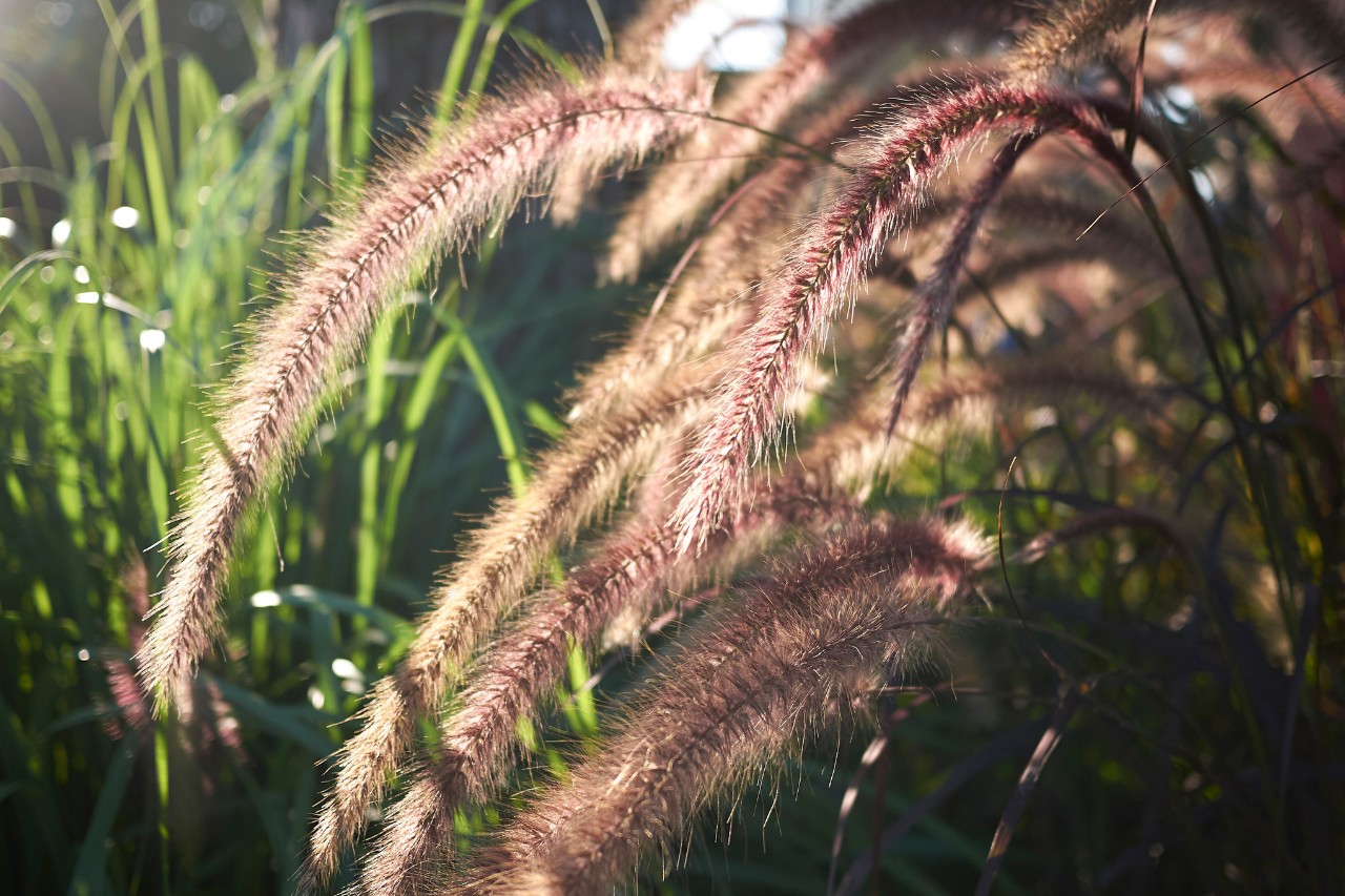 Garten gestalten