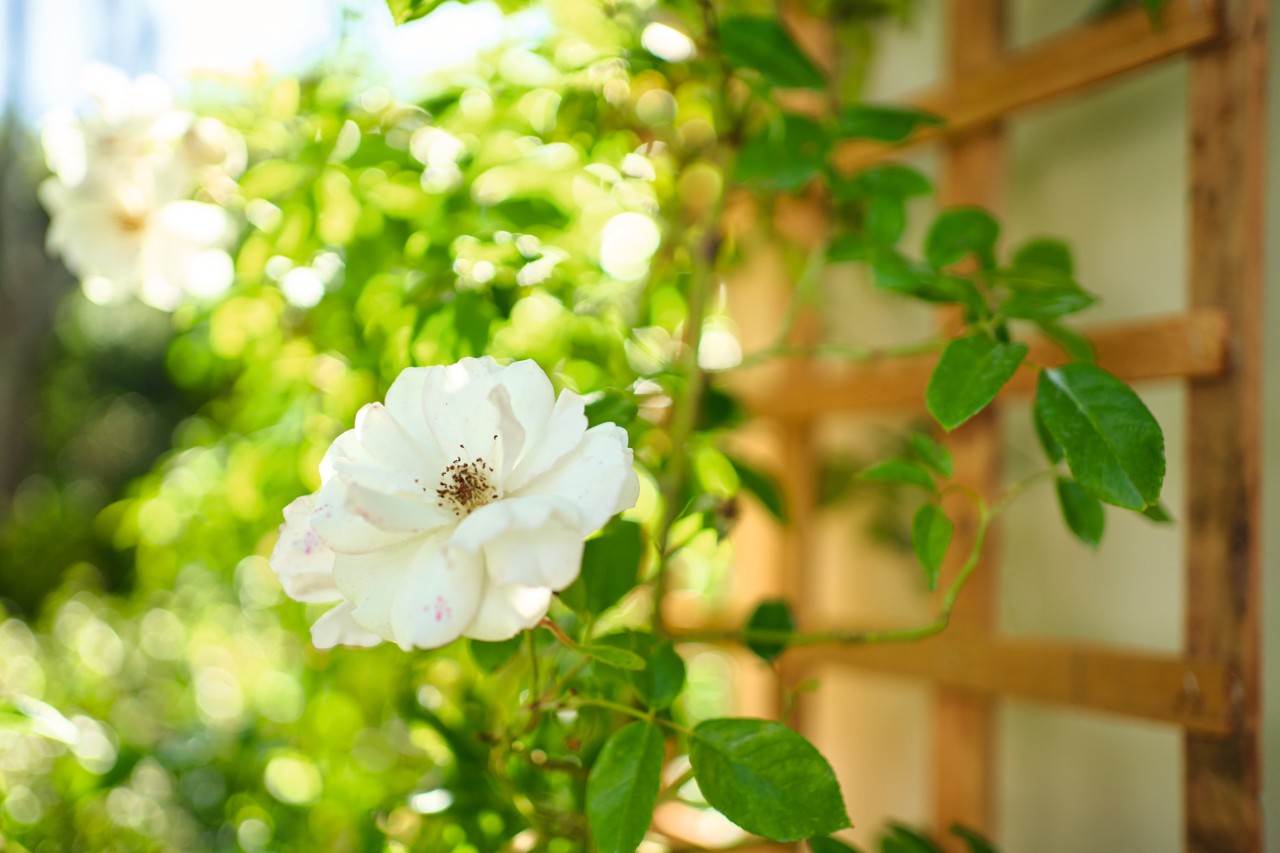 Garten gestalten